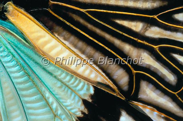 aile tosena splendida.JPG - Gros plan, aile de Tosena splendidaCigaleCicada wingHemiptera, CicadidaeThailande